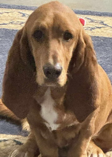RUBY - ADOPTION PENDING!