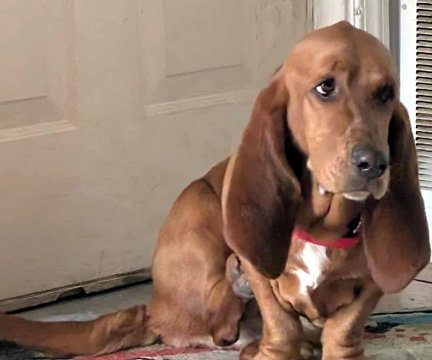 RUBY - ADOPTION PENDING!