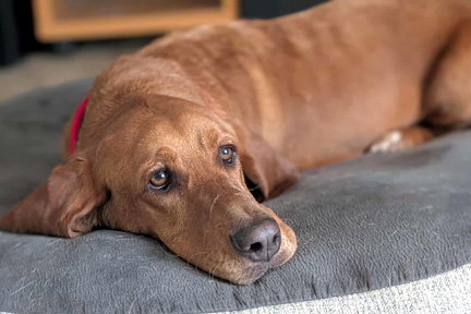 RUBY - ADOPTION PENDING!