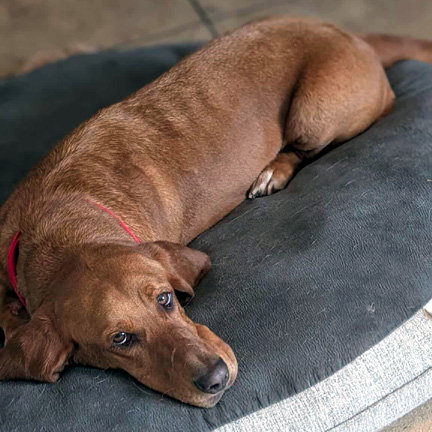 RUBY - ADOPTION PENDING!