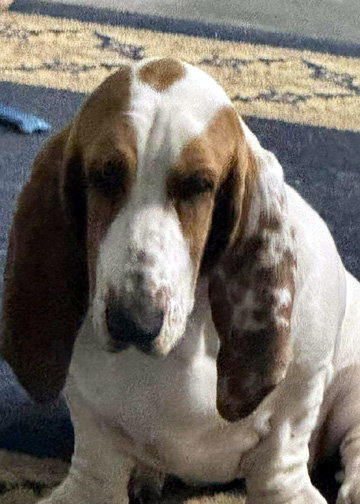 IVY - ADOPTION PENDING!