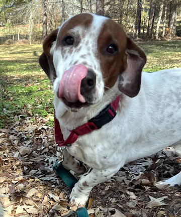 SLINKY - ADOPTION PENDING!