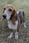 ATHENA - Photo 2