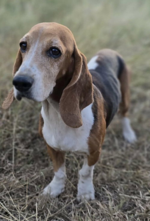 ATHENA - Basset Hound available for adoption