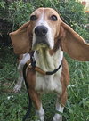 ATHENA - Photo 4