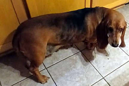 BESSIE - Basset Hound available for adoption