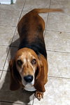 BESSIE - Photo 5