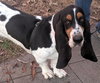 SHIRLEY - ADOPTION PENDING! - Photo 1