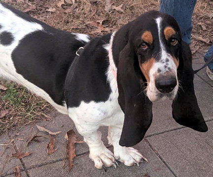 SHIRLEY - ADOPTION PENDING! - Basset Hound available for adoption
