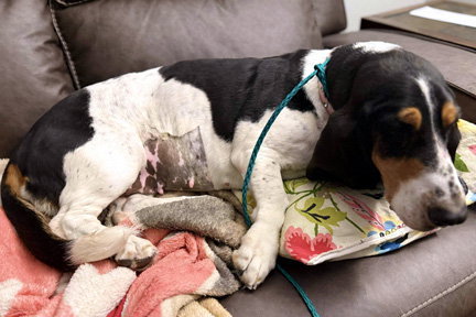 SHIRLEY - ADOPTION PENDING! - Basset Hound available for adoption