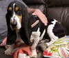 SHIRLEY - ADOPTION PENDING! - Photo 3