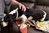 SHIRLEY - ADOPTION PENDING! - Photo 4