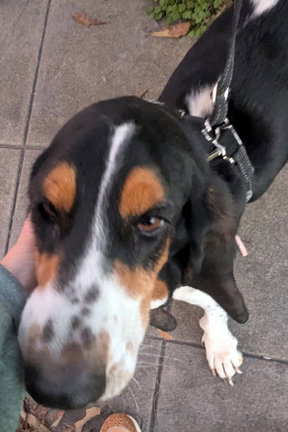 SHIRLEY - ADOPTION PENDING!