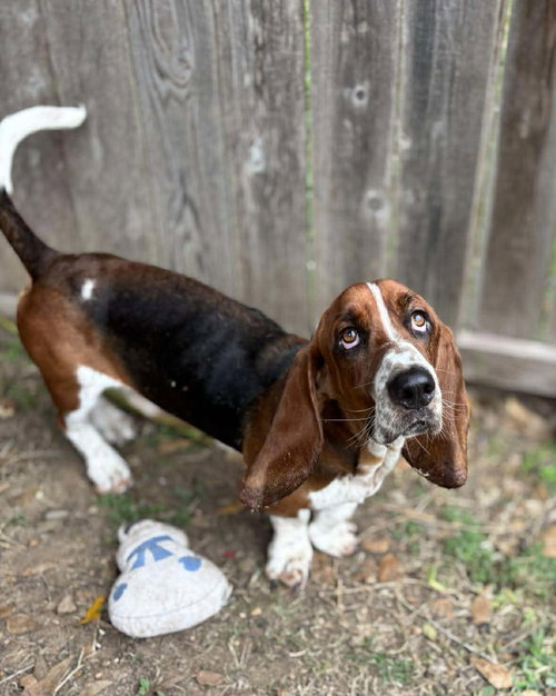 WESLEY - Basset Hound available for adoption