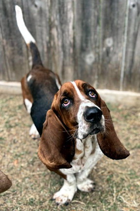 WESLEY - Basset Hound available for adoption