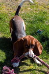 WESLEY - ADOPTION PENDING! - Photo 3