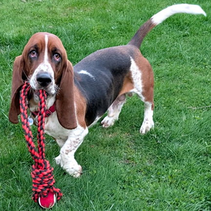 WESLEY - ADOPTION PENDING!