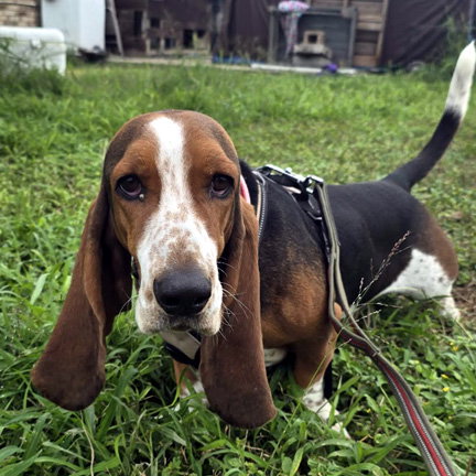 ROOSTER - ADOPTION PENDING!