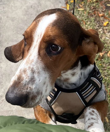 ROOSTER - ADOPTION PENDING!