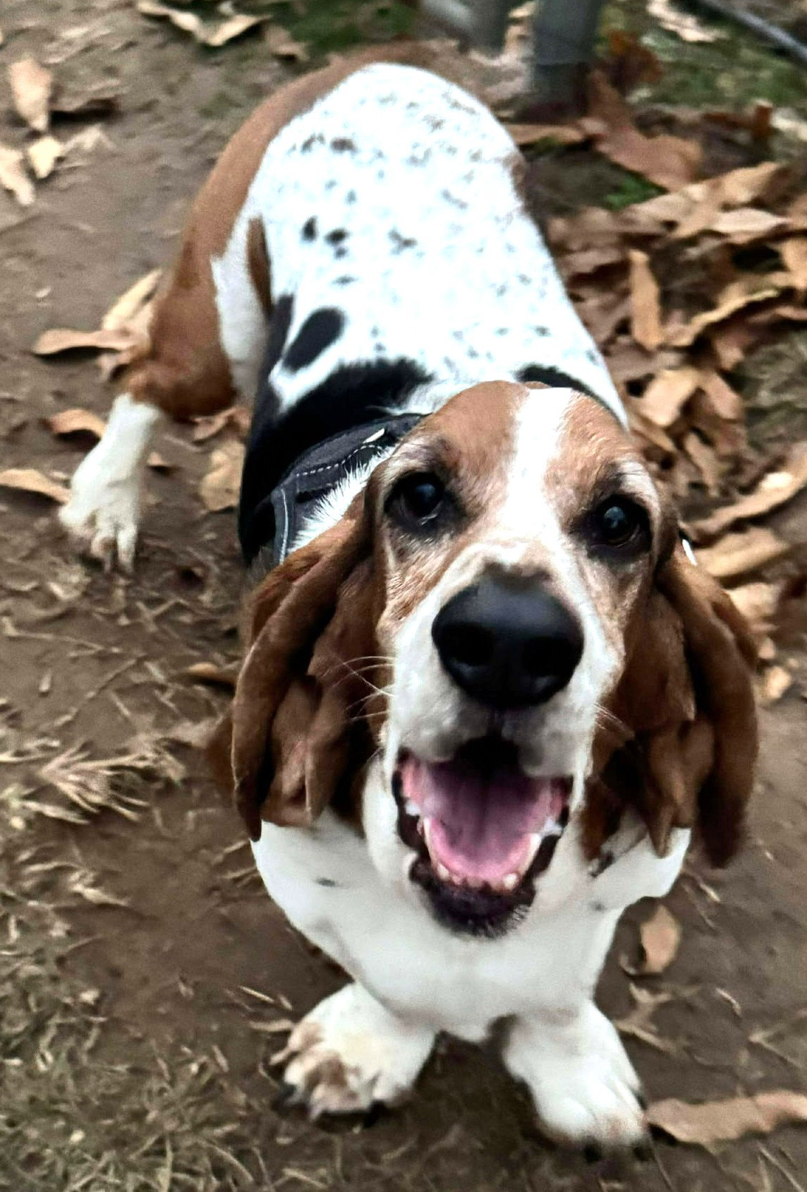 ERNIE - ADOPTION PENDING!