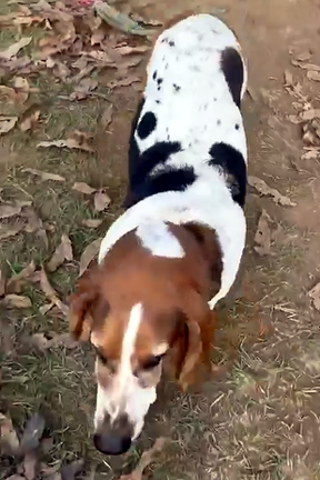 ERNIE - ADOPTION PENDING!