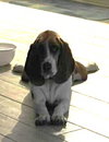 POTATO - Photo 5