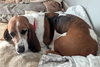 POTATO - Photo 2