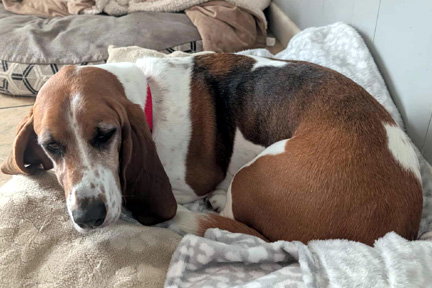 POTATO - Basset Hound available for adoption