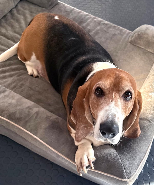 ALBERT - ADOPTION PENDING!