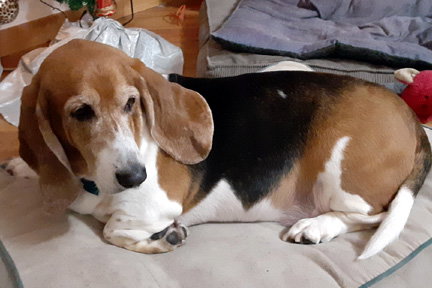 ALBERT - ADOPTION PENDING!