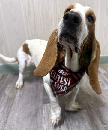 HOLLY - Basset Hound available for adoption