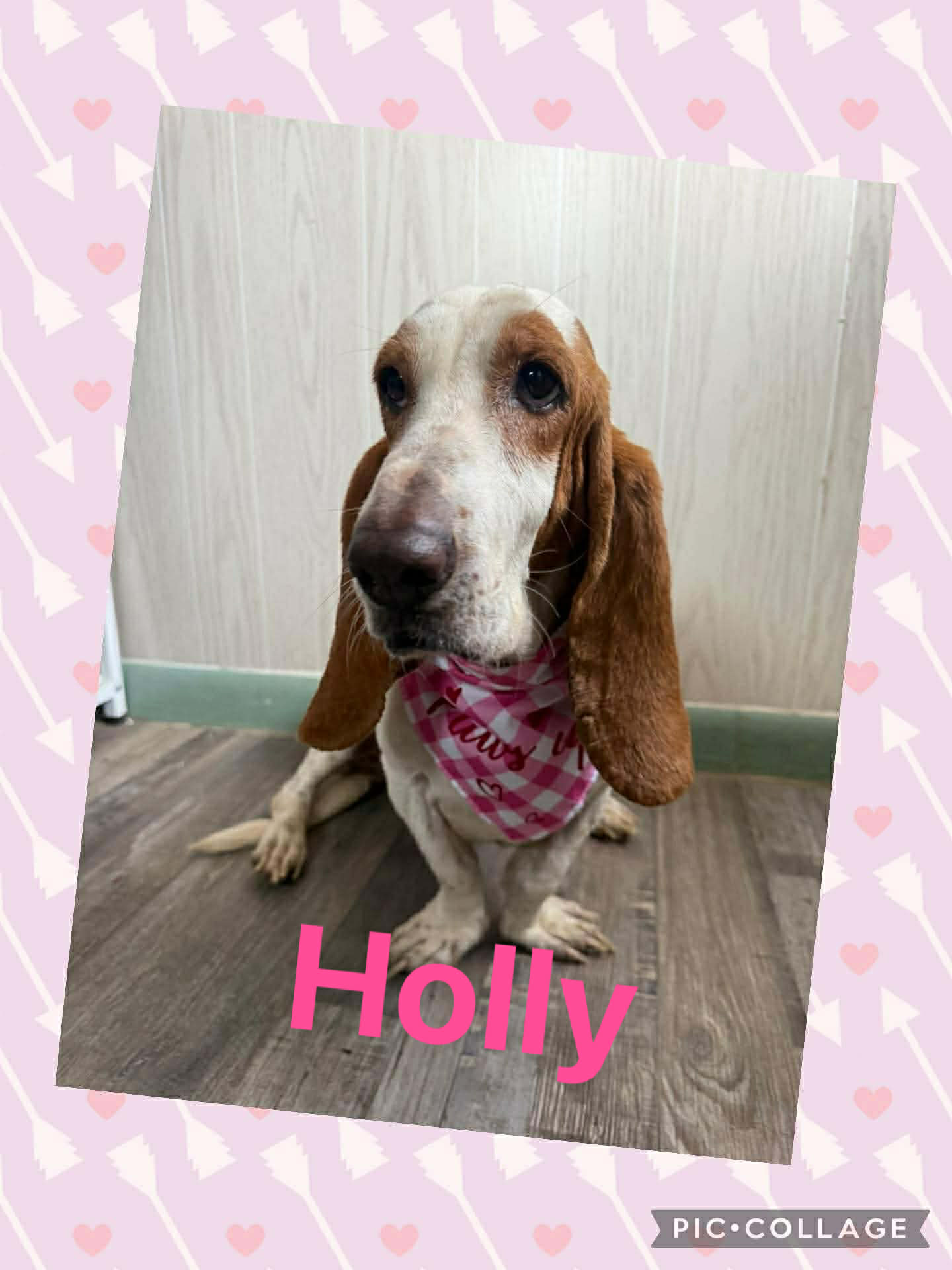 HOLLY