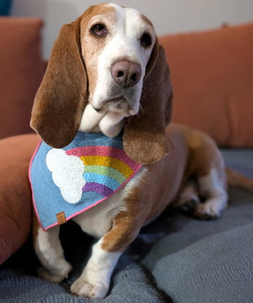 HONEY - ADOPTION PENDING!