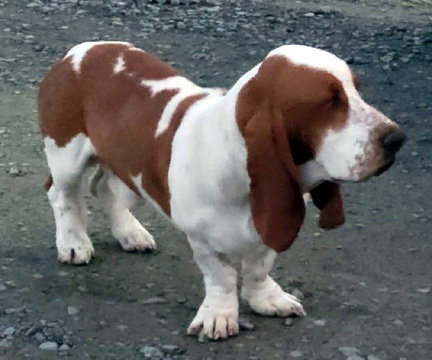 COPPER - ADOPTION PENDING!