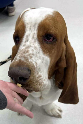 COPPER - ADOPTION PENDING!