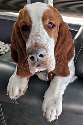 COPPER, an adoptable Basset Hound in Milmay, NJ
