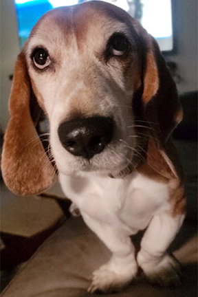 MARLEY Image