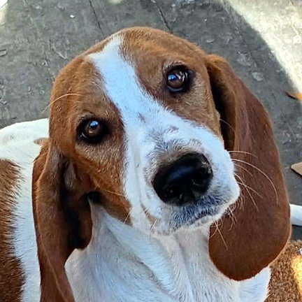 MERRY - ADOPTION PENDING!