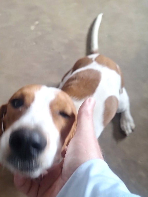 MERRY - ADOPTION PENDING!