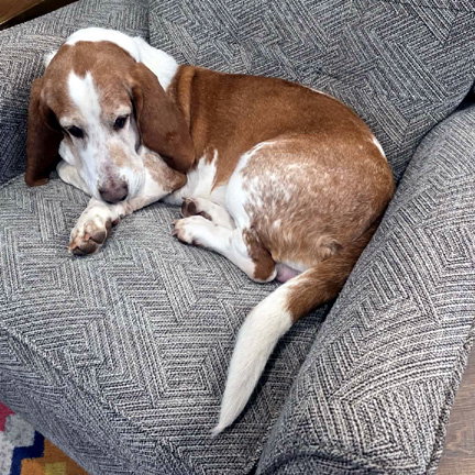 JAKE, an adoptable Basset Hound in Milmay, NJ