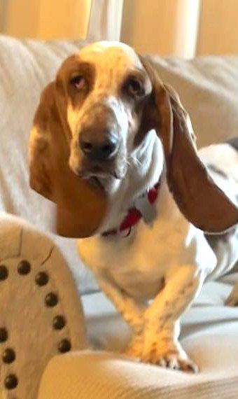 ROYCE - ADOPTION PENDING! Image