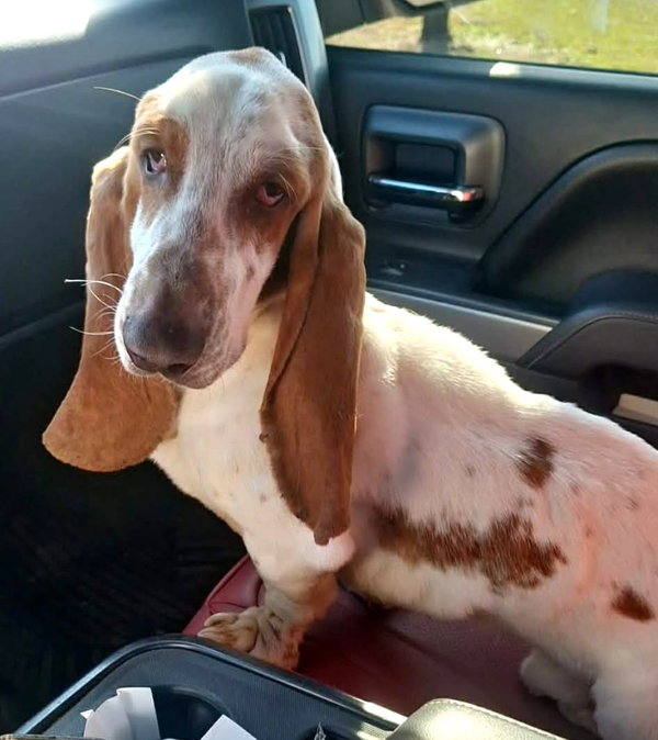 ROYCE - ADOPTION PENDING!