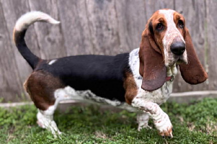 LEIA - ADOPTION PENDING!