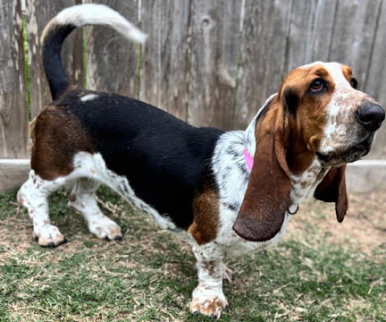 LEIA - ADOPTION PENDING!