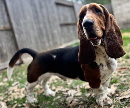 LUKE - ADOPTION PENDING!