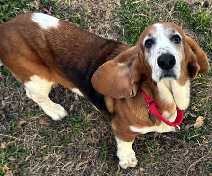 ELLIE, an adoptable Basset Hound in Milmay, NJ