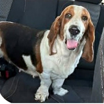 DIXIE - ADOPTION PENDING!