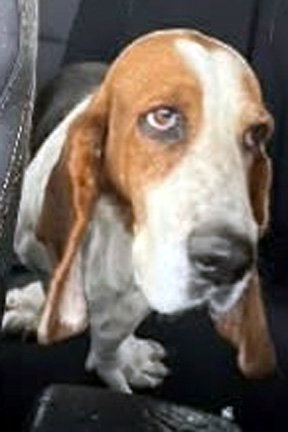 DIXIE - ADOPTION PENDING!