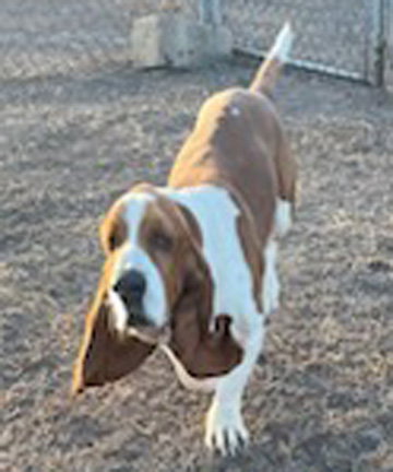 Hound
