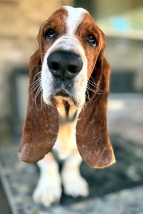 GARRETT - ADOPTION PENDING!, an adoptable Basset Hound in Milmay, NJ